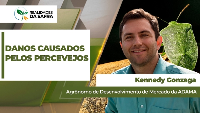 Percevejo pode reduzir vigor, valor comercial e desempenho das lavouras de grãos