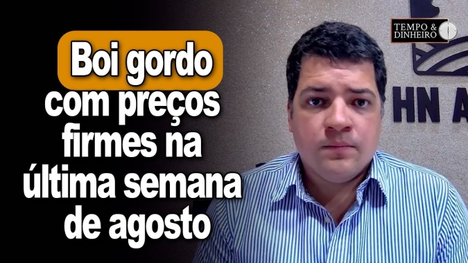 Boi gordo abre semana com preços firmes na última semana de agosto. Hyberville Neto comenta