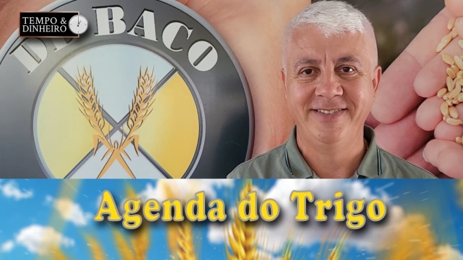 Trigo deve ter movimento de alta, segundo Marcelo de Baco, mas ainda caminha de lado neste início de ano