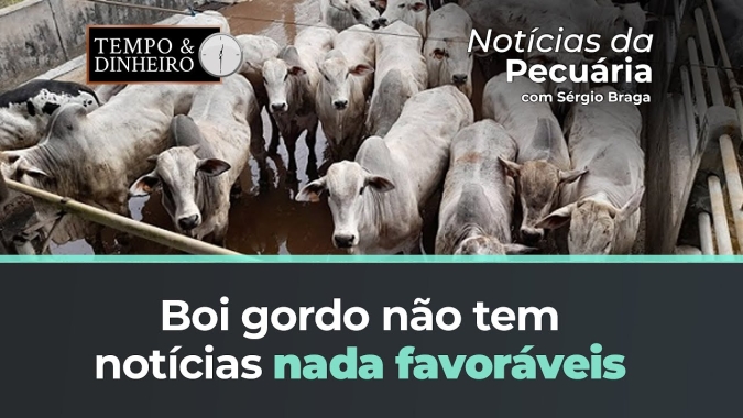 Boi gordo não tem notícias nada favoráveis com demanda enfraquecida e escalas alongadas