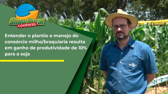 Entender o plantio e manejo do consórcio milho/braquiaria resulta em ganho de produtividade de 10%