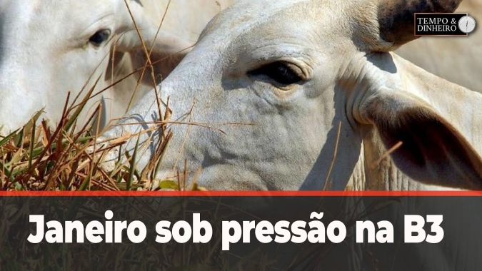 Boi gordo encerra janeiro sob pressão na B3 e no mercado físico