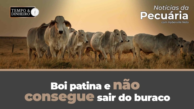 Boi patina e não consegue sair do buraco. Veja o fechamento de hoje e a análise do mercado