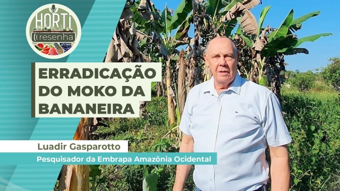 HORTI RESENHA #74 - Embrapa faz recomendações para erradicação do moko da bananeira