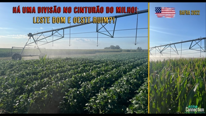 Agro Connection: Safra Soja/Milho EUA 2022 - 08 de Agosto: Há Uma Divisão no Cinturão do Milho?