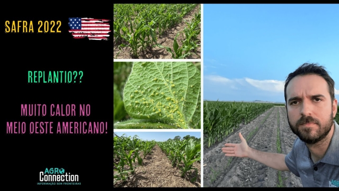 Agro Connection: Replantio? A recuperação (ou não) das plantas após granizo. Muito calor no meio oeste americano!