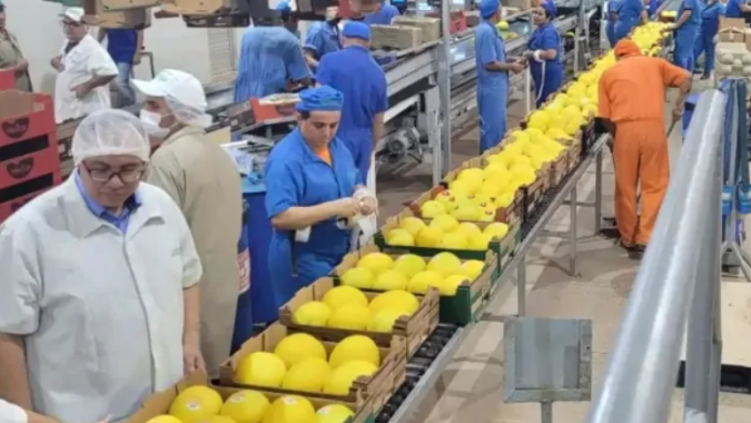 Exportações de frutas e nozes seguem abaixo de 2025, mas preço médio sobe 14,7% até a 4ª semana de julho