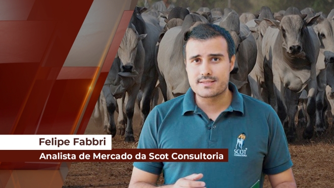 Preços da arroba do boi seguem firmes, mas possível repasse no preço da carne no atacado é ponto de atenção