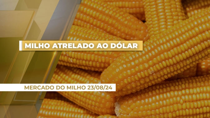 "Não vai haver melhora de preços do milho se não for pelo dólar", destaca analista