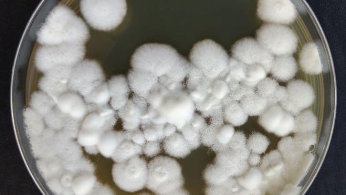 Uso de grupos de microrganismos é a nova fronteira em bioinsumos