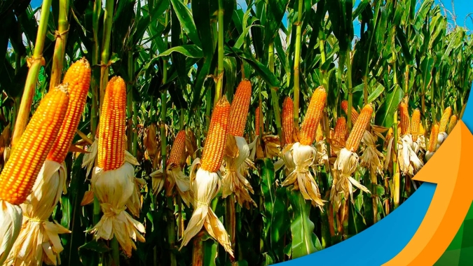 Com produtividade menor do que a da safra passada e preços do milho caindo, Itambaracá/PR espera apenas empatar os custos da safrinha