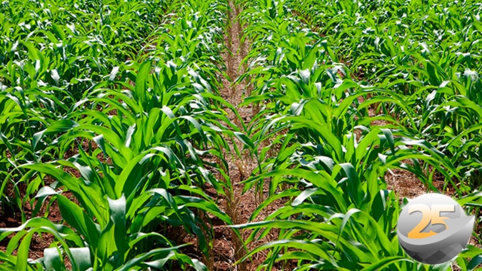 Produtores do oeste do PR devem plantar trigo nas áreas de milho destruídas por temporais ocorridos em abril, diz liderança
