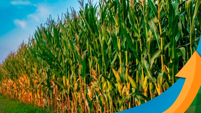 Paraná, afetado pelo clima, registra perdas na soja e milho safrinha já começa a dar sinais de comprometimento