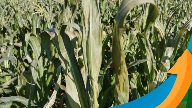 Região Oeste do Paraná sob administração da C. Vale sofre com a estiagem e já tem perda consolidada de 40% na produtividade