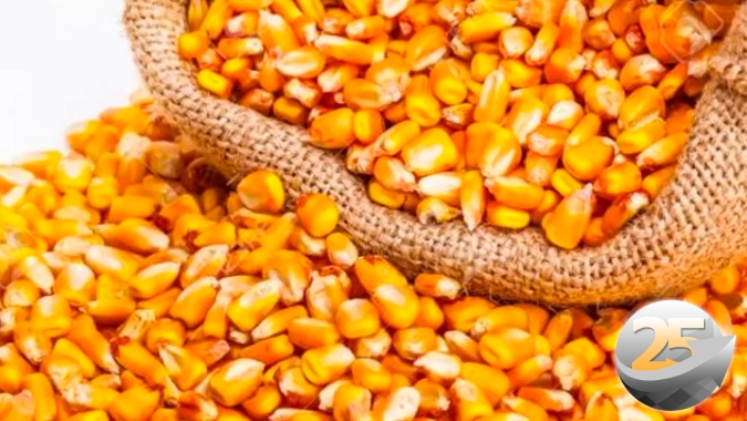 Diamantino começa colheita do milho estimando perda de 50% na produtividade