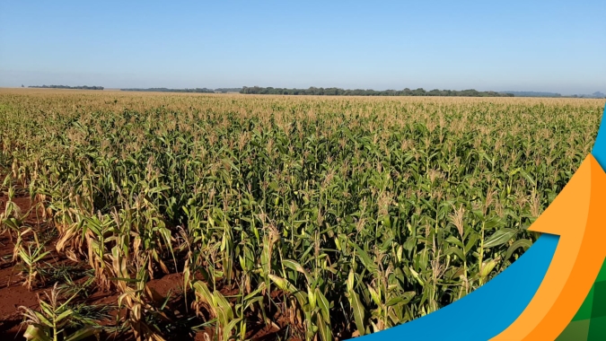 Em Campos de Júlio (MT), milho safrinha teve redução de área em função do preço abaixo do esperado pelos produtores