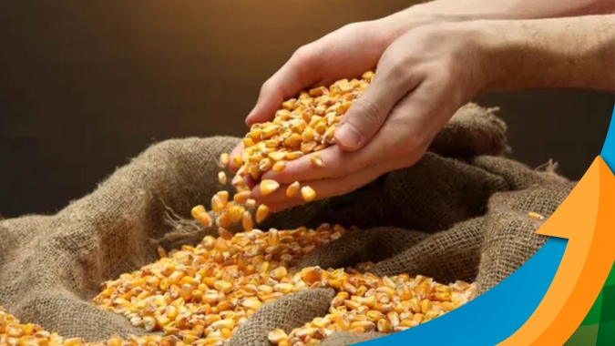 Com corte nas chuvas em maio, milho safrinha sofre perda de produtividade em Tapurah (MT)