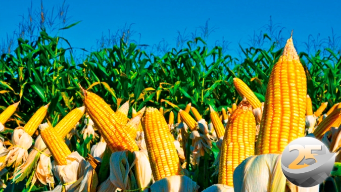 Colheita do milho começa em Aral Moreira/MS com expectativa de produtividade média em 120 sc/ha