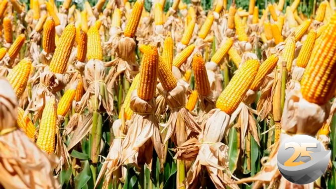 Safrinha de milho em Cascavel-PR deve ter média de produtividade entre 120 a 130 sc/ha, diz liderança local