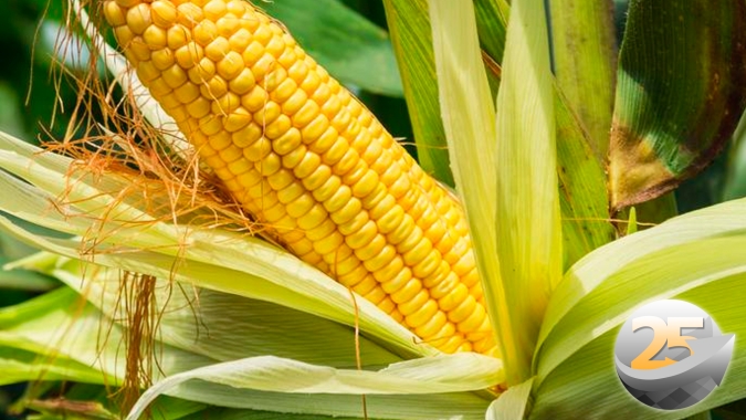 Canarana/MT encerra colheita do milho com queda de 10% na produtividade