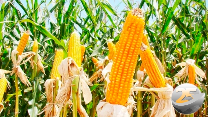 Geada não pegou o milho safrinha em Itambaracá (PR), mas ataques da cigarrinha devem reduzir média de produtividade, diz agricultor