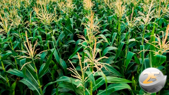 Primavera do Leste (MT) já tem perda consolidada de 30% na média de produtividade do milho safrinha