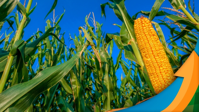 Com 40% do milho fora do ZARC, Paraná precisa de mais 60 dias de clima bom para garantir produtividade na safrinha
