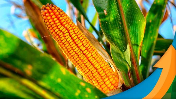 Chapadão do Sul/MS ainda precisa de mais 1 ou 2 chuvas para garantir alta produtividade do milho