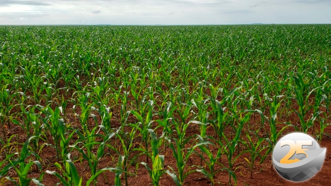Santa Catarina perdeu metade da safra de milho e 30% da soja e vê setor de granjeiros em apuros