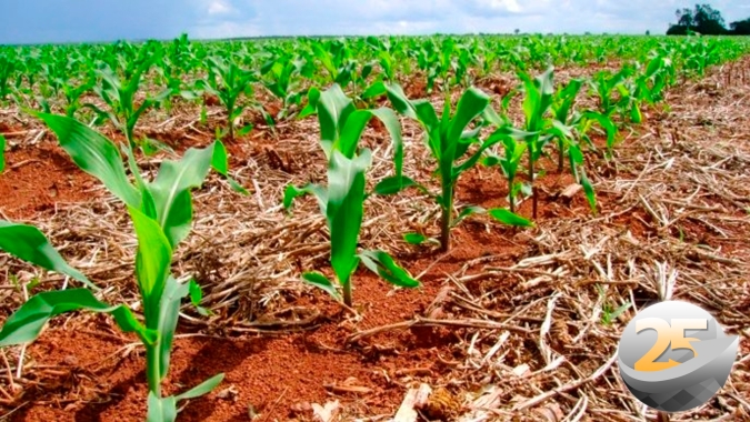 Milho safrinha em Palotina (PR) com expectativa de produtividade entre 150 a 160 sacas por hectare