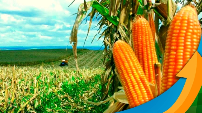 Com colheita do milho perto do fim, produtores de Balsas/MA tentam segurar o máximo de volume possível