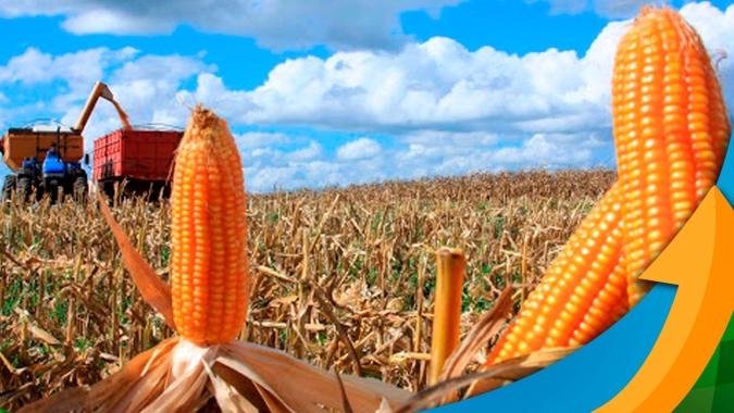 Atraso de plantio, estiagem e pragas vão tirar produtividade do milho no Paraná