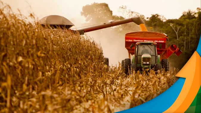 Sindicato Rural de Caarapó/MS projeta perda de 60% na safrinha de milho