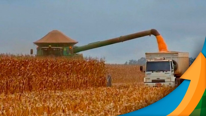 Colheita do milho avança para 50% em Sidrolândia/MS e confirma grandes perdas de produtividade