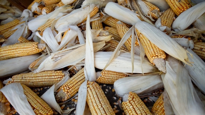 Vai faltar milho no mundo ainda em 2026 e cereal deverá valer mais no próximo ano