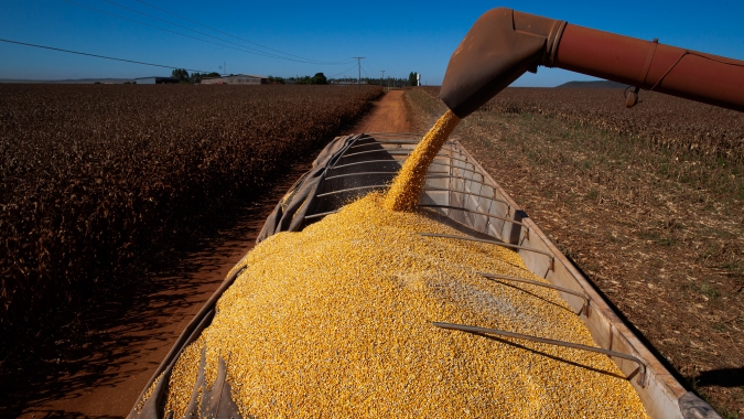 Colheita do milho chega em 53% no Paraná e Deral indica produtividades variadas