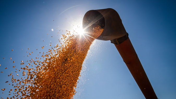 Imea eleva estimativa de produtividade do milho no Mato Grosso
