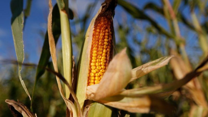 USDA aponta estoques trimestrais de milho abaixo do esperado