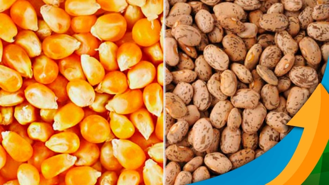 Pato Branco/PR plantou menos área de milho e mais feijão, mas produtividade do cereal foi maior do que a do grão
