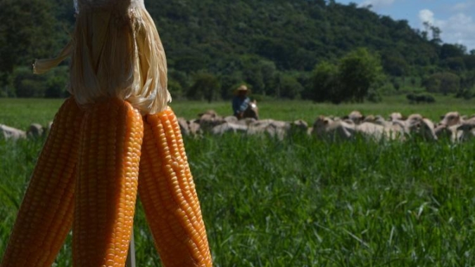 Agropecuária: a evolução de Mato Grosso do Sul como uma das principais regiões produtoras do país