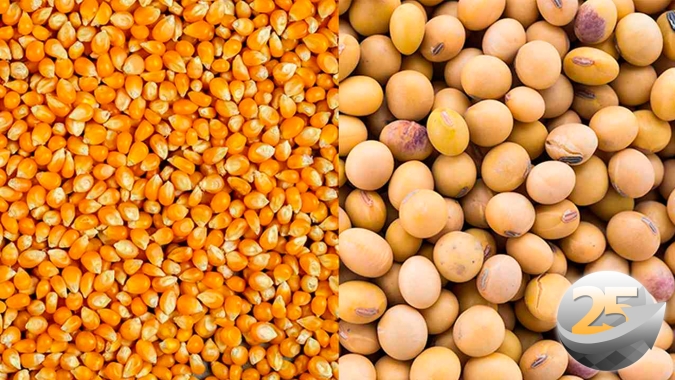 Soja & Milho: Mercado brasileiro ainda dará boas oportundidades aos produtores apesar da volatilidade agressiva de Chicago