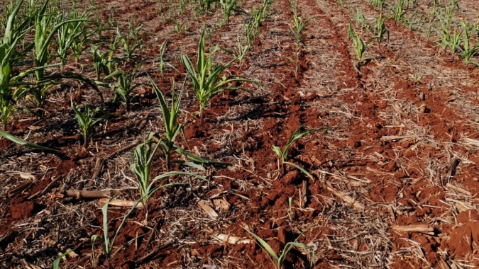 Safrinha de milho foi plantada dentro da janela, mas falta de chuvas e calor já resultaram em perdas nas lavouras