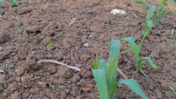 Deral indica plantio do milho em 85% no Paraná e alerta para atrasos na região Norte