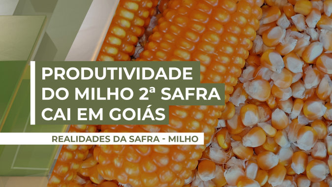 Goiás teve diminuição de produtividade no milho safrinha, e agora produtores se preocupam com investimentos para a safra de soja