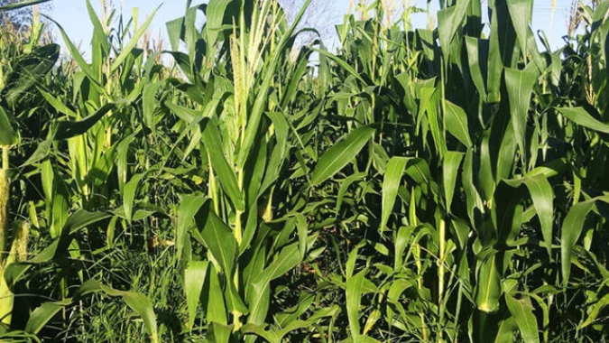Koch Agronomic Services assina acordo para realização de pesquisas agronômicas no Brasil