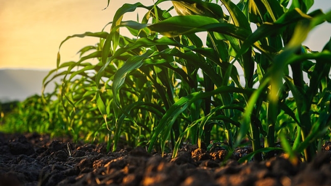 Bayer conecta digital e genética para transformar plantio de 2 milhões de hectares de milho por ano
