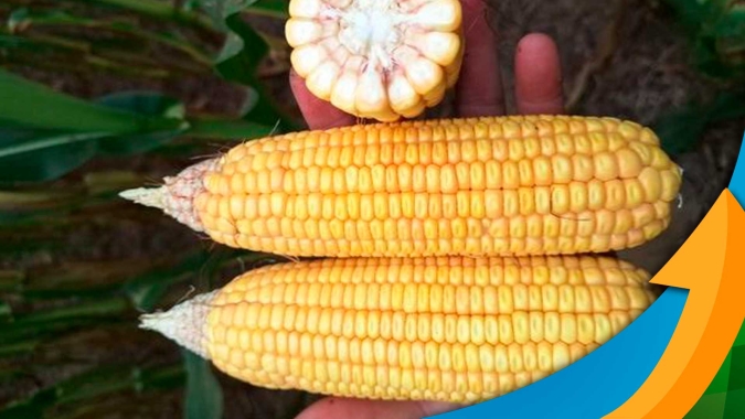 Jataí/GO inicia colheita do milho esperando alta produtividade
