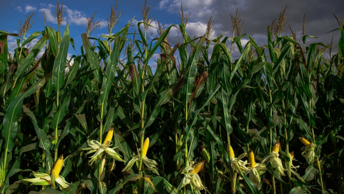 Área tratada com defensivos agrícolas cresce 3,1% no primeiro semestre de 2025 no Brasil