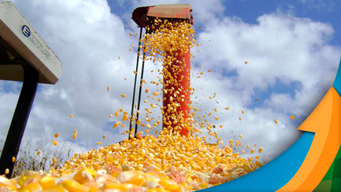 Chapadão do Sul/MS teve boas chuvas e espera safrinha de milho com média de 115 sc/ha