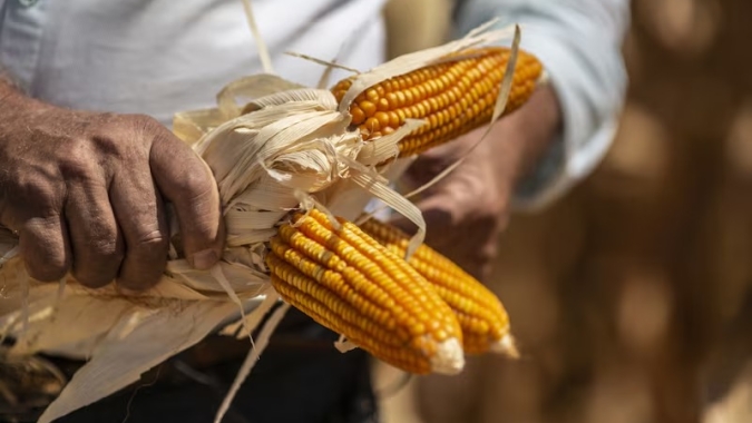 Milho sobe em Chicago com clima, fertilizantes e embarques firmes